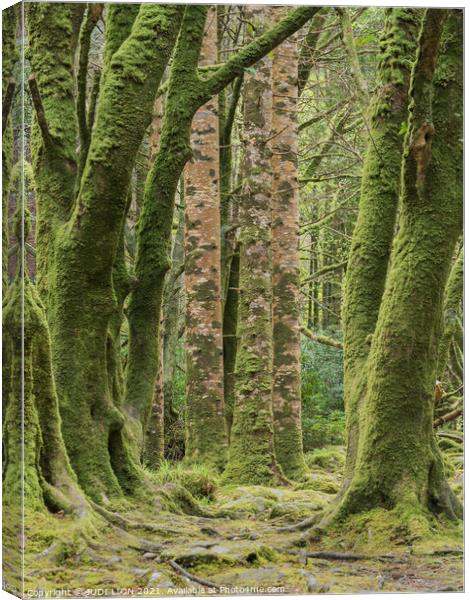 Moss covered trunks Canvas Print by JUDI LION