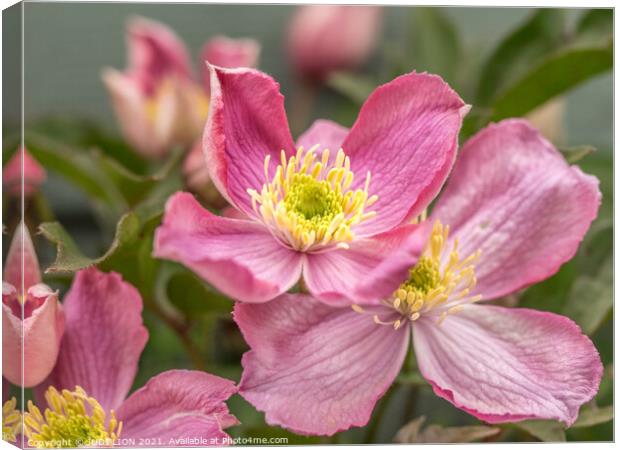 Pink Clematis Flowers Canvas Print by JUDI LION