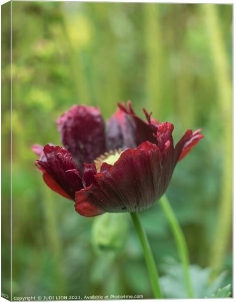 Single red fully poppy Canvas Print by JUDI LION