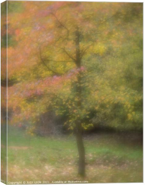 A single tree in autumn with red and yellow leaves Canvas Print by JUDI LION