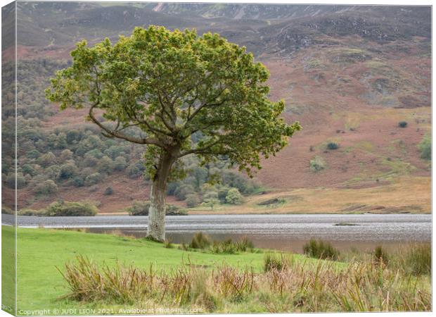 Lone tree at Crummock Water Canvas Print by JUDI LION