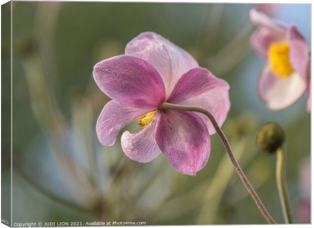 Pink Japanese Anemone Canvas Print by JUDI LION