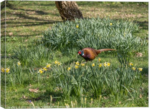 Pheasant in the daffodils Canvas Print by JUDI LION