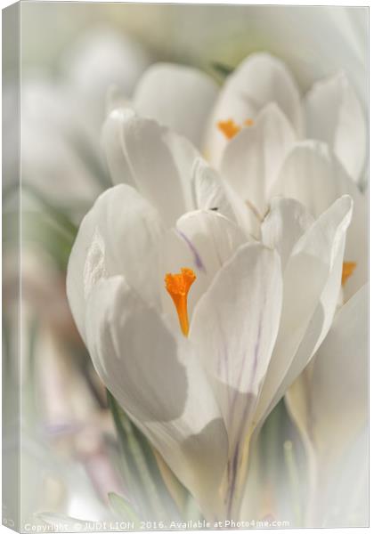 White crocus in the spring sunshine Canvas Print by JUDI LION