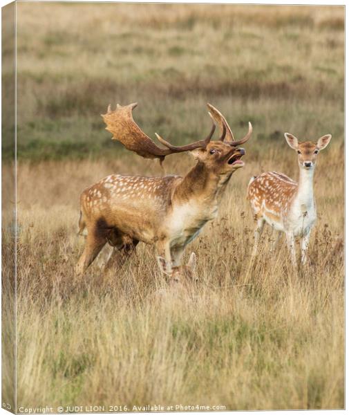 A word my deer Canvas Print by JUDI LION