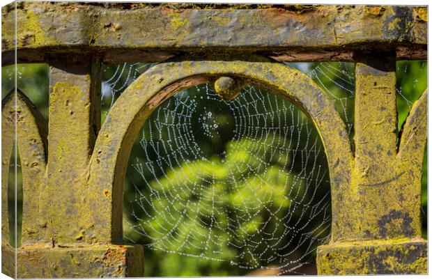 Dew glistening cobweb on gate Canvas Print by Steve Heap