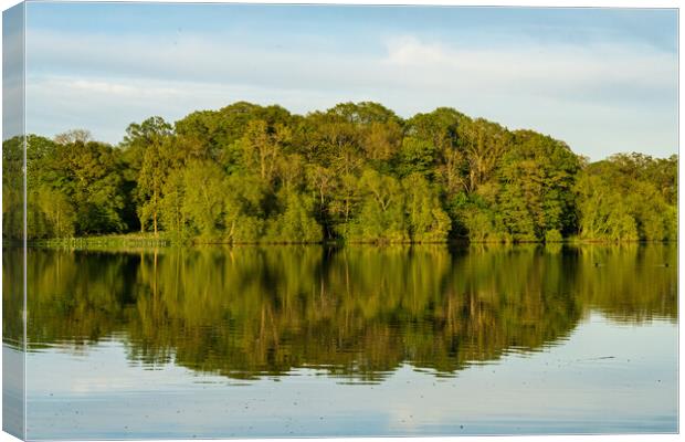 View across the Mere to a reflection of distant tr Canvas Print by Steve Heap