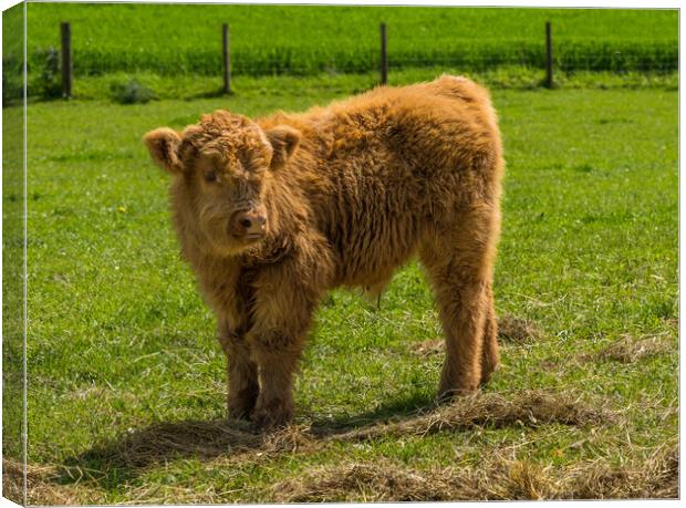 Young male highland calf in meadow facing the came Canvas Print by Steve Heap