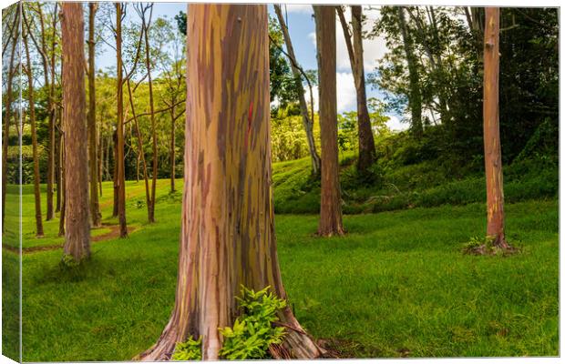 Group of rainbow eucalyptus trees in Keahua Arboretum Canvas Print by Steve Heap