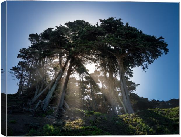 Dramatic sunbeams through large stand of fir trees Canvas Print by Steve Heap