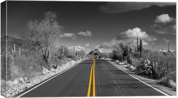 The road goes on for ever in Saguaro national park Canvas Print by Steve Heap