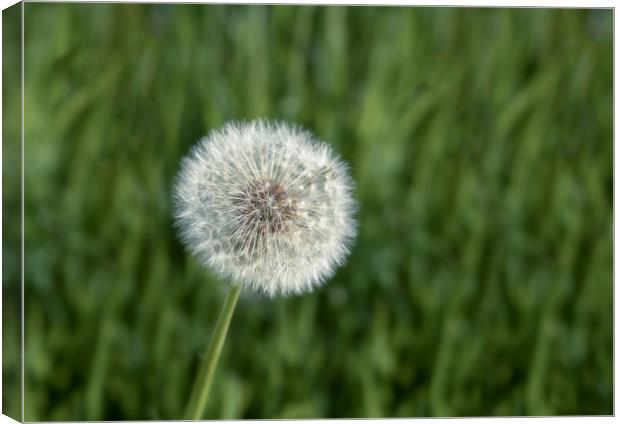 Close up of the seed head of dandelion flower Canvas Print by Steve Heap