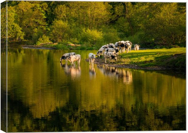 Late afternoon view of cows in River Dee outside L Canvas Print by Steve Heap