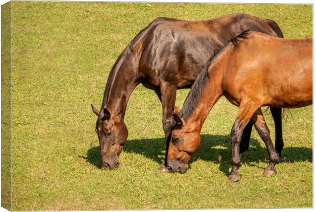 Detail of two brown horses grazing in a meadow Canvas Print by Steve Heap