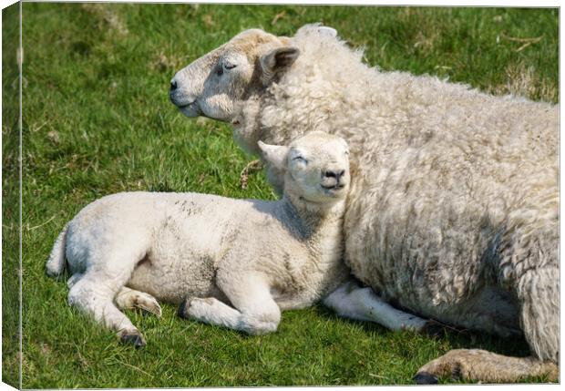 Single new born lamb with ewe relaxed on grass Canvas Print by Steve Heap