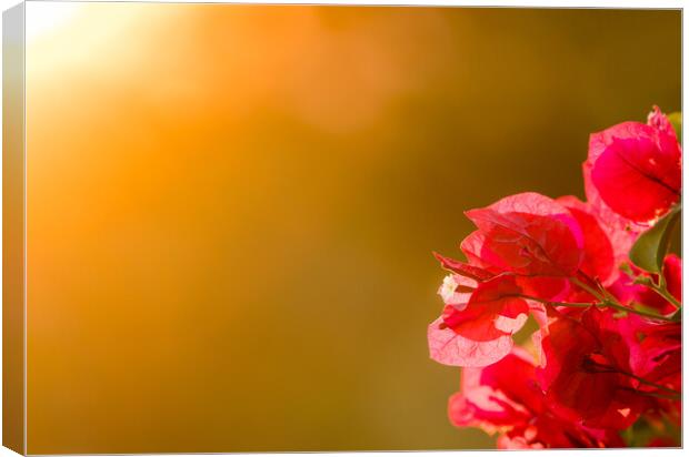 Bougainvillea flowers backlit against setting sun Canvas Print by Steve Heap