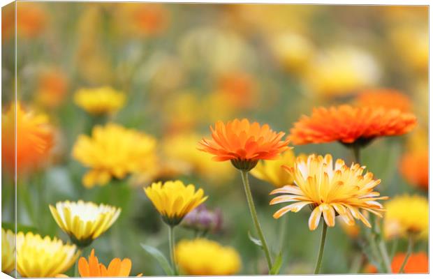 Marigold in the Garden.  Canvas Print by Jackie Davies