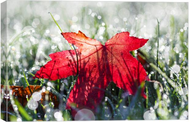 Autumn Leaf and Dew Drops Canvas Print by Jackie Davies