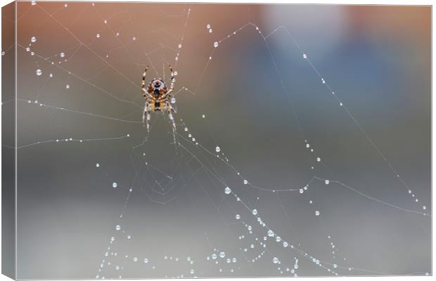 Spider on his Web Canvas Print by Jackie Davies