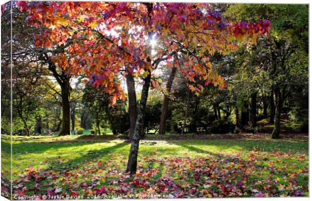 Autumn Woodland Canvas Print by Jackie Davies
