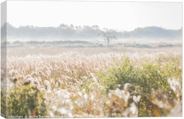 Morning Mist Canvas Print by Jackie Davies