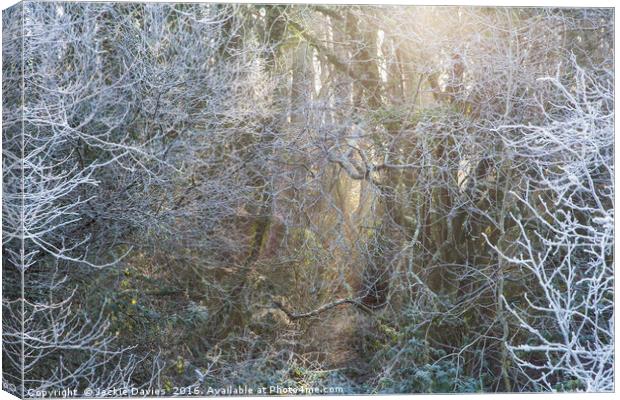 Frosty Winter Forest Canvas Print by Jackie Davies