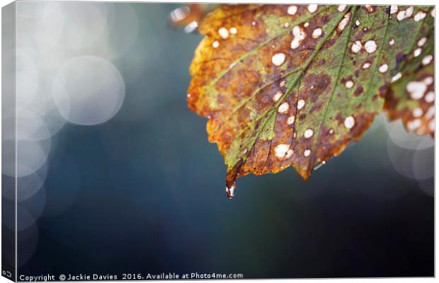 Autumn Leaf Canvas Print by Jackie Davies