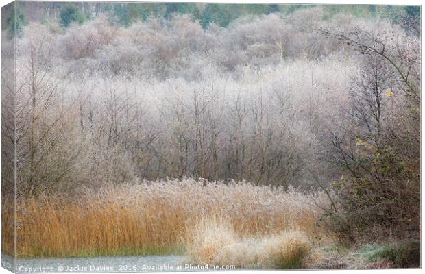 Frosty Forest Canvas Print by Jackie Davies