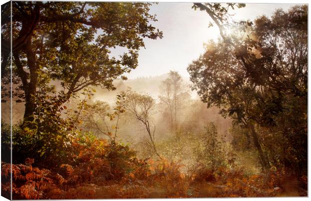 Autumn Mornings Canvas Print by Jackie Davies