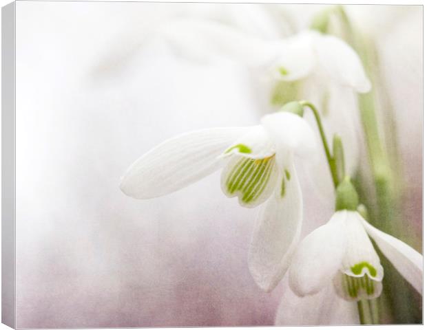 Winter Snowdrops Canvas Print by Jackie Davies