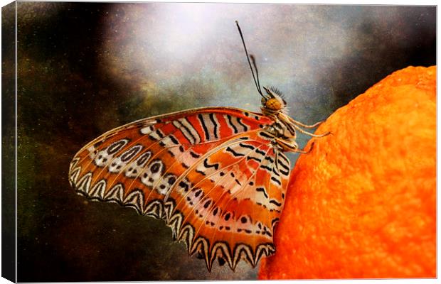 Malay Lacewing Butterfly Canvas Print by Jackie Davies