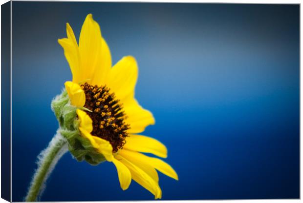 Sunflower Canvas Print by Indranil Bhattacharjee