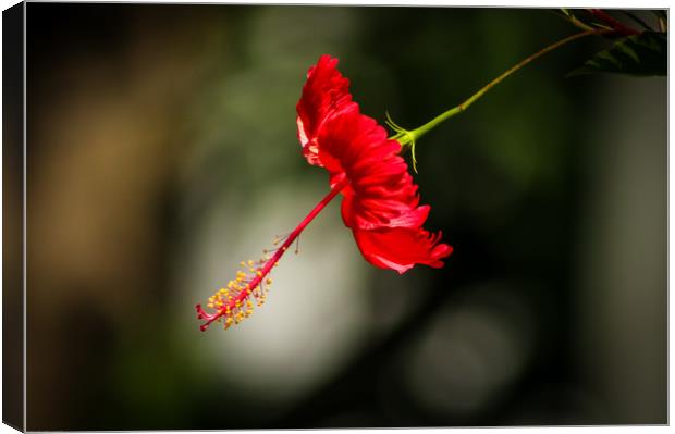 Red Hibiscus Canvas Print by Indranil Bhattacharjee