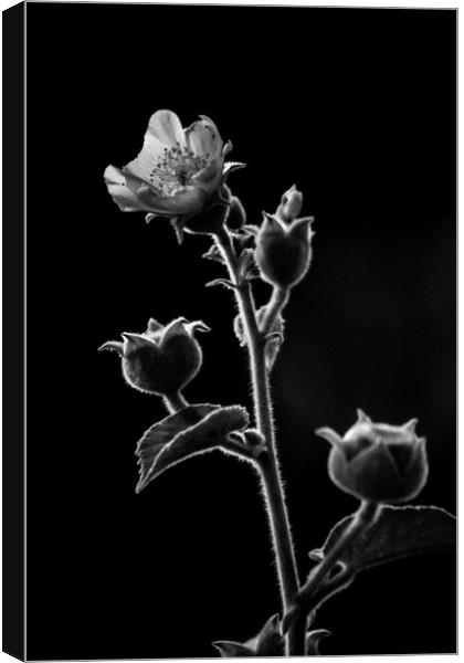 Beauty in Black and White Canvas Print by Indranil Bhattacharjee