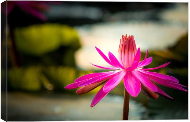 The Pink Water Lily Canvas Print by Indranil Bhattacharjee