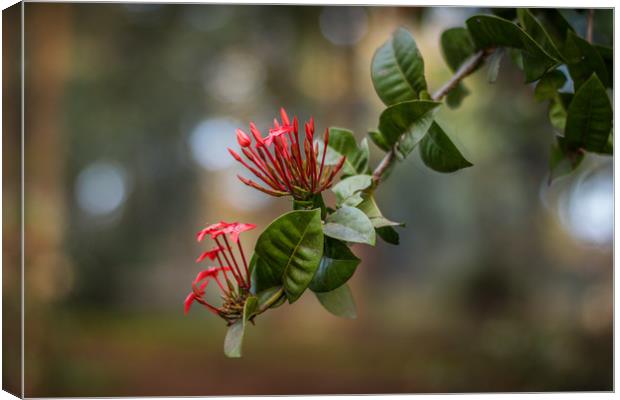 Ixora flowers Canvas Print by Indranil Bhattacharjee