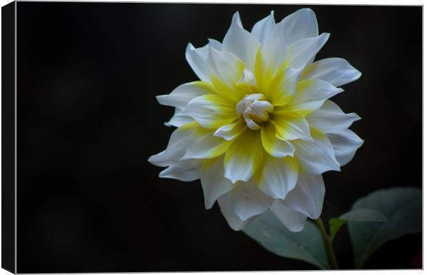 White Dahlia Canvas Print by Indranil Bhattacharjee