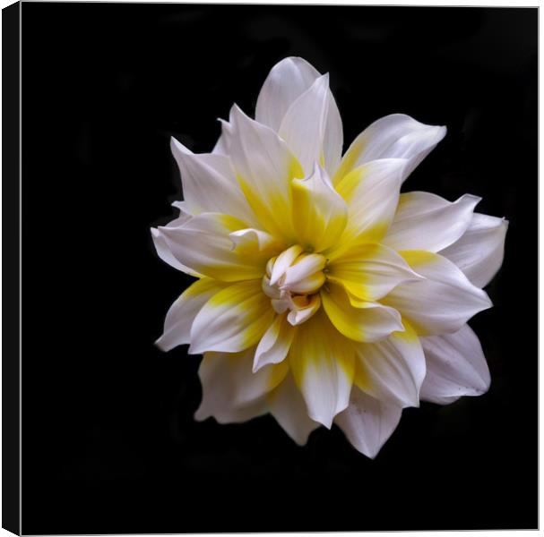 White Dahlia (Mobile Photography) Canvas Print by Indranil Bhattacharjee