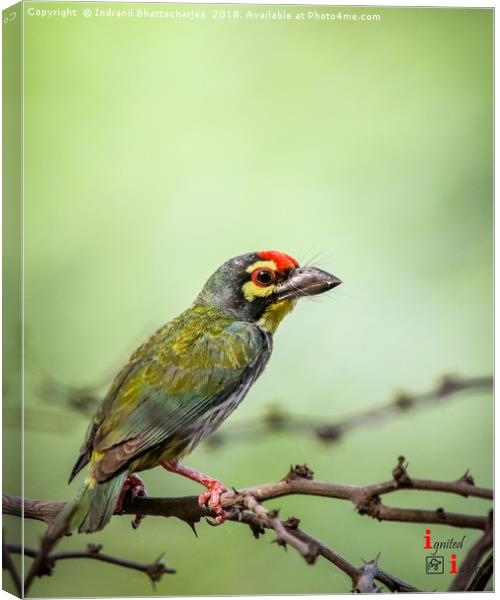 Coppersmith Barbet Canvas Print by Indranil Bhattacharjee