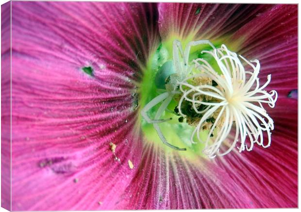         White spider hiding in hollyhock   Canvas Print by Peter Balfour