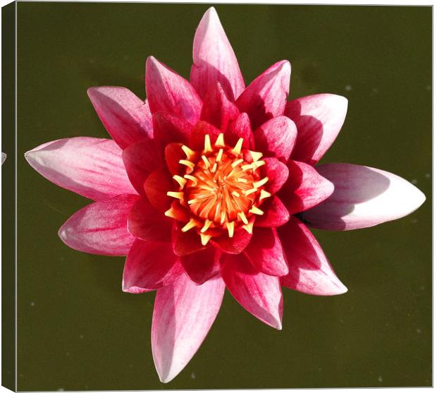 Just a Waterlily           Canvas Print by Peter Balfour
