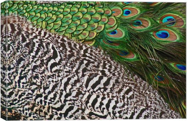 Peacock Canvas Print by Raymond Charter