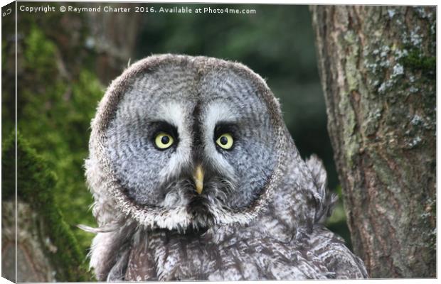 Great grey owl Canvas Print by Raymond Charter