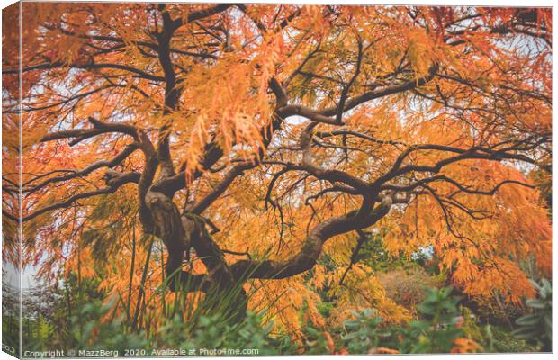 Japanese maple tree Canvas Print by MazzBerg 
