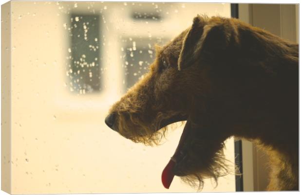 irish terrier Canvas Print by Bob New