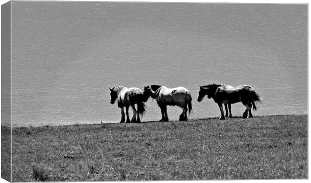 Shire horses standing beside lake Canvas Print by David Bigwood