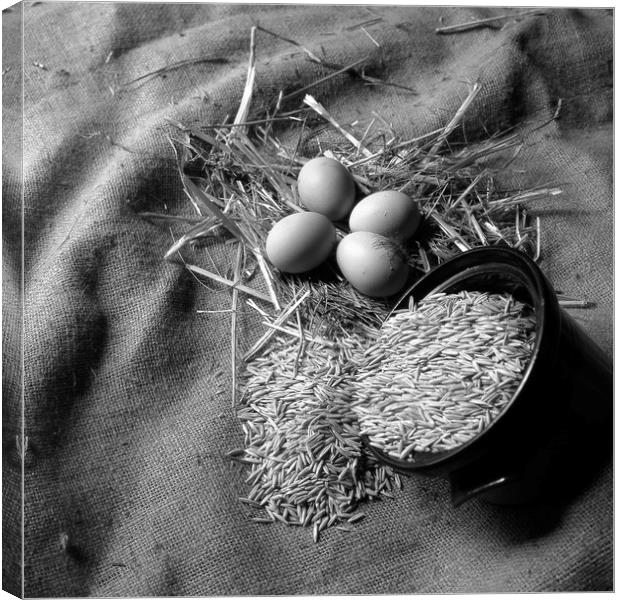 New laid eggs, straw and oats on hessian sacking Canvas Print by David Bigwood