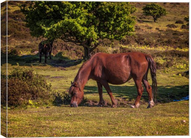 England: Wild horse on Dartmoor, Devon Canvas Print by David Bigwood