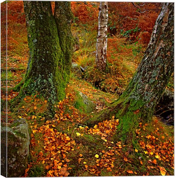 England: Autumn in the Lake District Canvas Print by David Bigwood