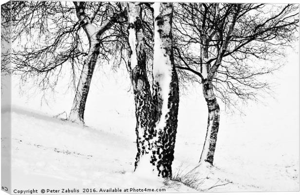 Winter Trees Canvas Print by Peter Zabulis